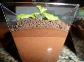 D&M - Mousse de chocolate
